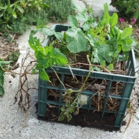 Growing Potatoes in a Crate-Trial Gardening